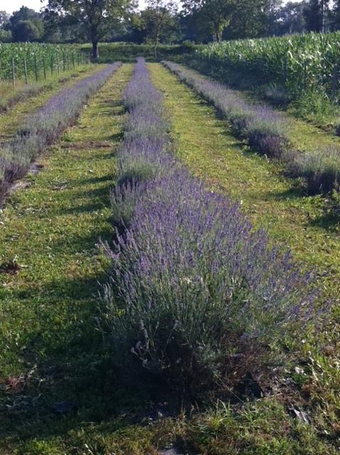 Tradicijsko seosko gospodarstvo