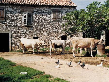 Agroturizam Sterle