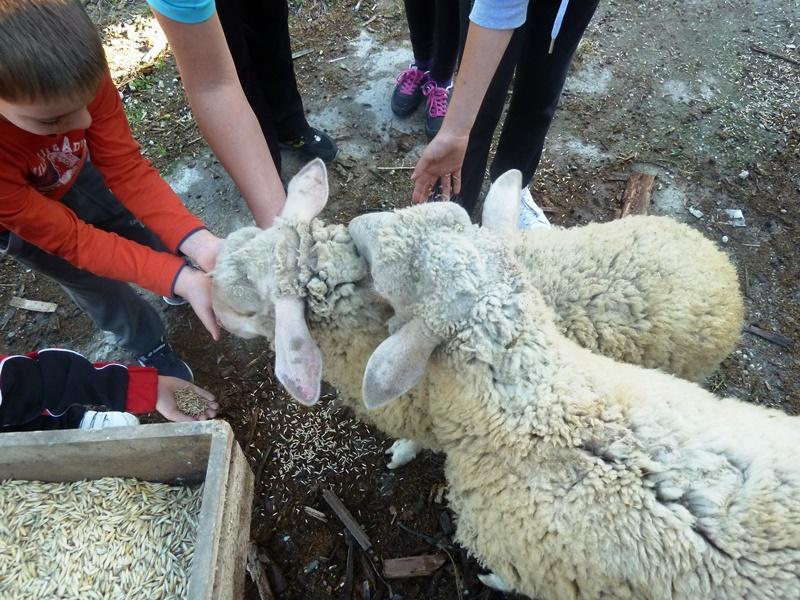 Apartment Vunica ***