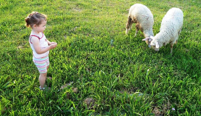 Apartment Vunica ***