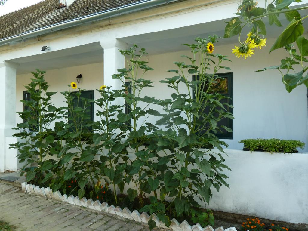 Apartment Vunica ***